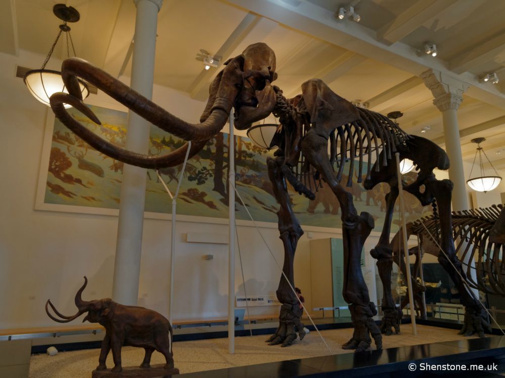 Mammoth, American Museum of Natural History, New York, USA